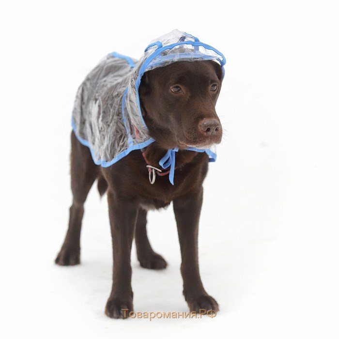 Дождевик с капюшоном для собак OSSO, р. 30 (ДС 30 см), прозрачный, окантовка микс цветов
