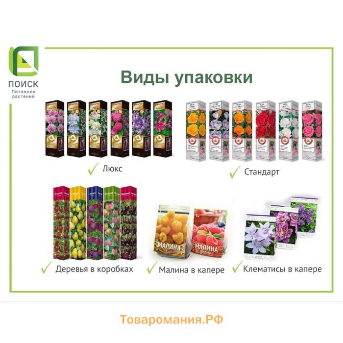 Виноград плодовый «Подарок Магарача» саженец, 1 шт., туба